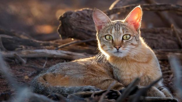 Би-Би-Си о кошках (сборник) - koschkaA.jpg_0