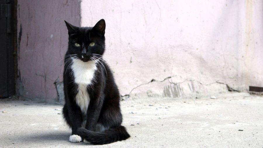 Би-Би-Си о кошках (сборник) - _102703585_cats3istock.jpg