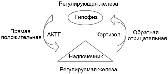 Эндокринные синдромы и болезни. Руководство для врачей. - i_011.jpg