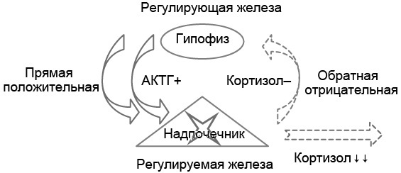 Эндокринные синдромы и болезни. Руководство для врачей. - i_012.jpg
