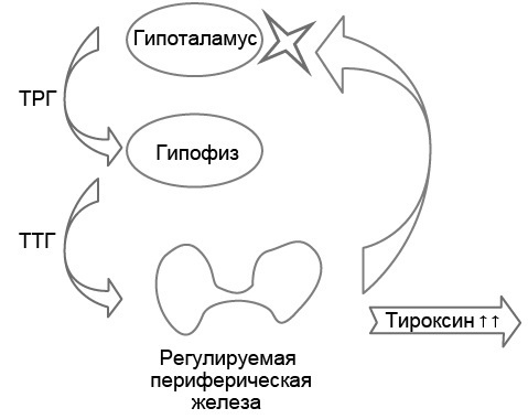 Эндокринные синдромы и болезни. Руководство для врачей. - i_016.jpg