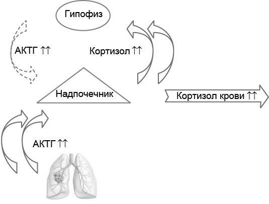 Эндокринные синдромы и болезни. Руководство для врачей. - i_017.jpg