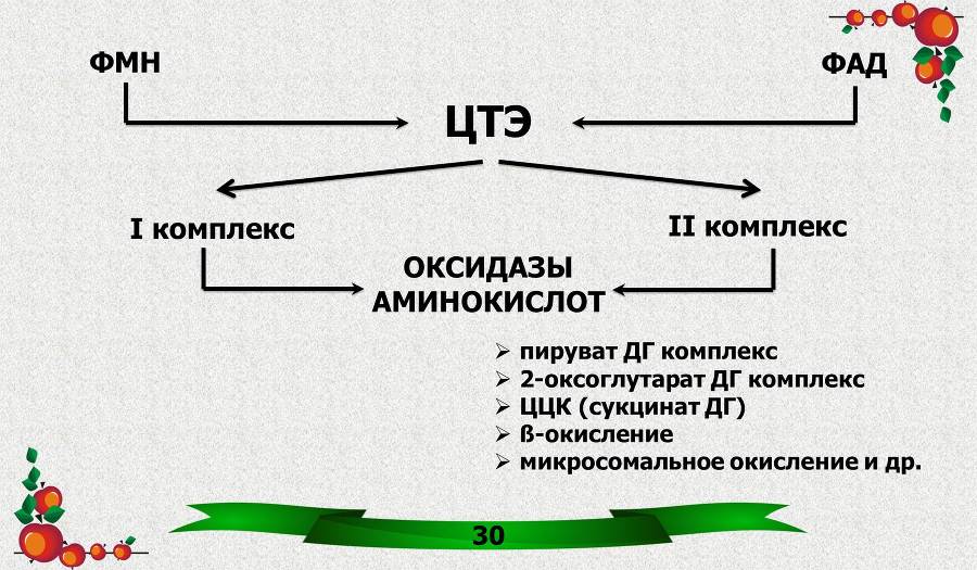 Витамины. Часть 1: Водорастворимые - _15.jpg