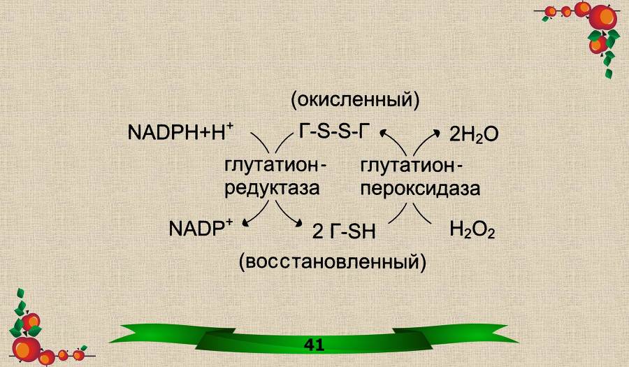 Витамины. Часть 1: Водорастворимые - _21.jpg