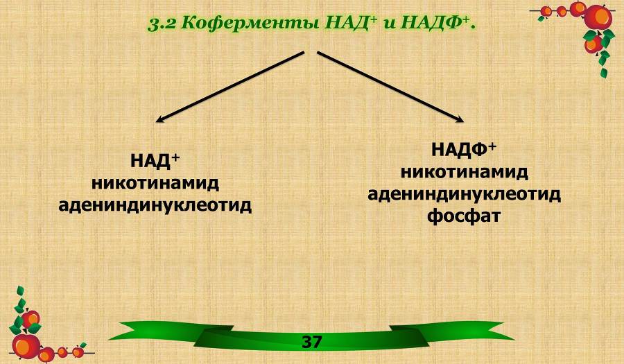 Витамины. Часть 1: Водорастворимые - _17.jpg