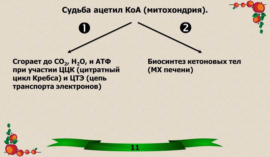 Витамины. Часть 1: Водорастворимые - _3.jpg