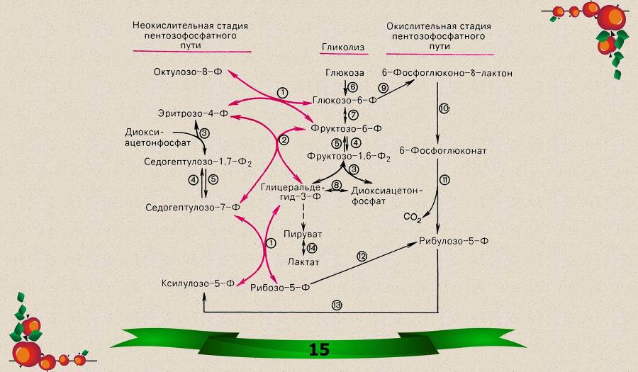 Витамины. Часть 1: Водорастворимые - _6.jpg