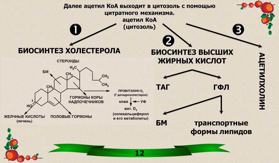 Витамины. Часть 1: Водорастворимые - _4.jpg