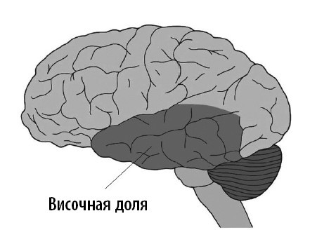 Ваш мозг. Что нейронаука знает о мозге и его причудах - i_002.jpg