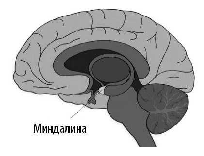 Ваш мозг. Что нейронаука знает о мозге и его причудах - i_003.jpg