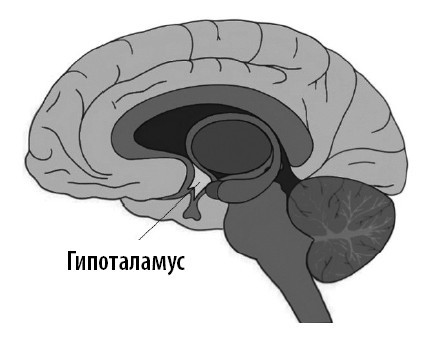 Ваш мозг. Что нейронаука знает о мозге и его причудах - i_004.jpg