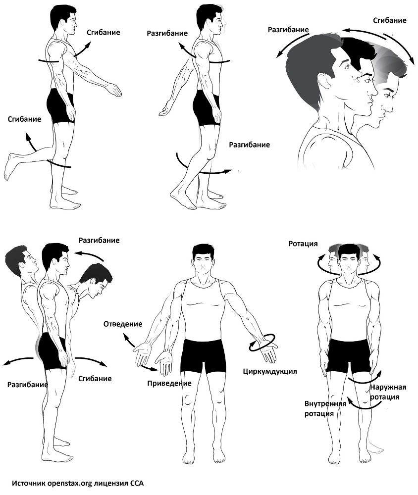 Биомеханика рук и плечевого пояса в асанах йоги - _1.jpg