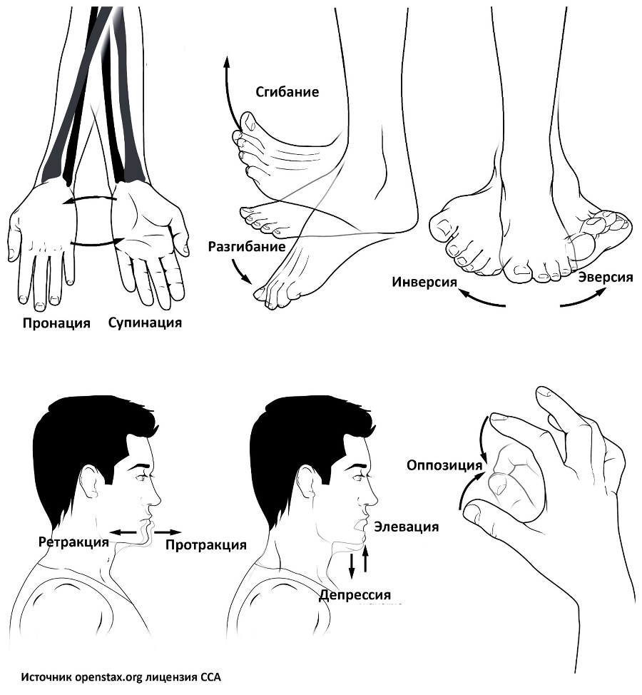 Биомеханика рук и плечевого пояса в асанах йоги - _2.jpg