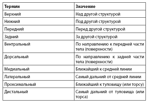 Взламывая анатомию - i_009.png