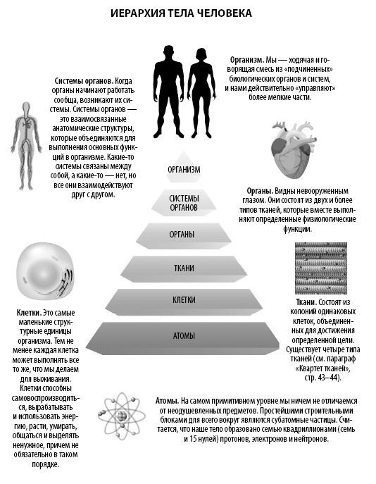 Взламывая анатомию - i_012.jpg