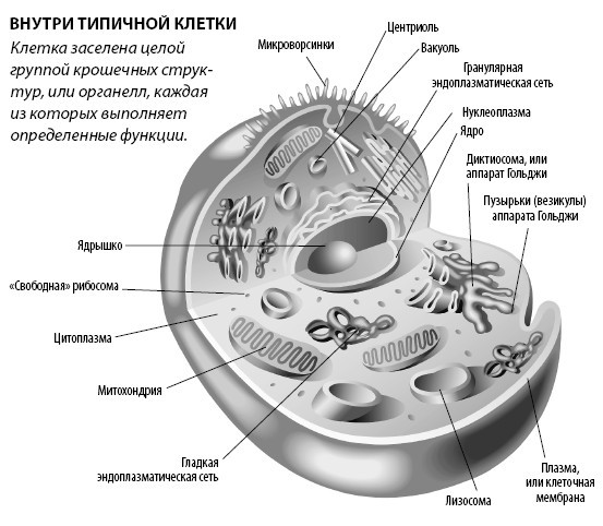 Взламывая анатомию - i_013.jpg