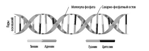 Взламывая анатомию - i_020.jpg