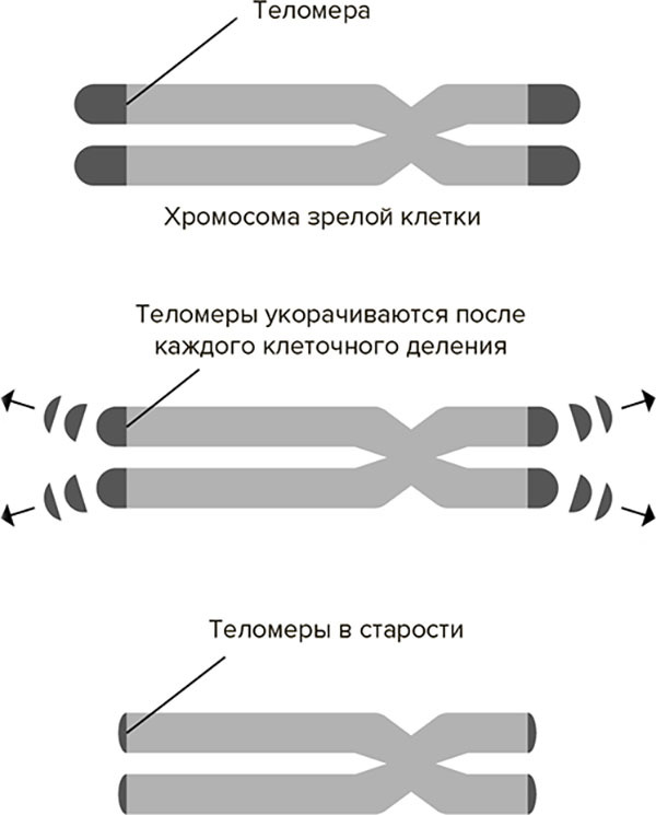 Молодость навсегда. Как замедлить процессы старения и сохранить здоровье - i_001.jpg