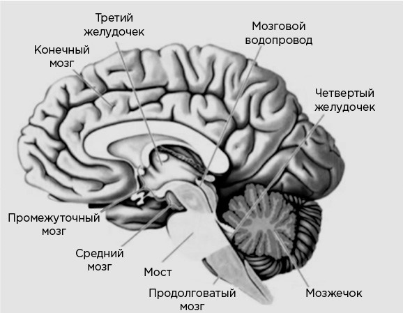 Мозг и его потребности. От питания до признания - i_002.png