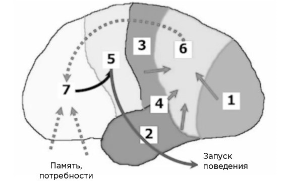 Мозг и его потребности. От питания до признания - i_003.png