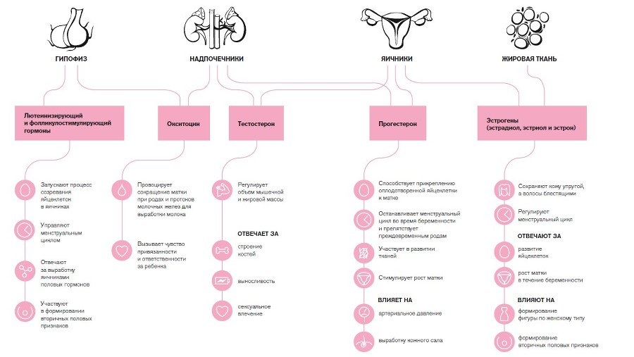 Вся правда о гормонах. Секс, красота, здоровье, карьера - i_006.jpg