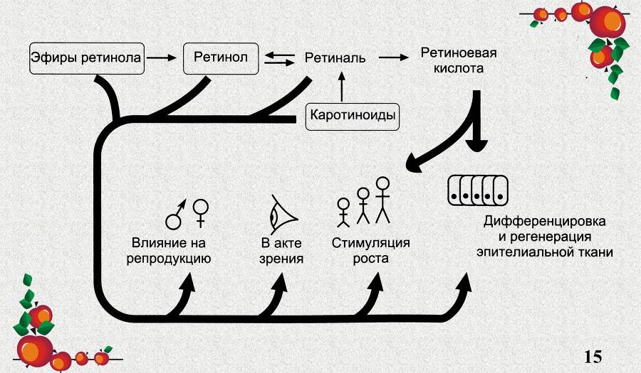 Витамины. Часть 2: Жирорастворимые - _6.jpg