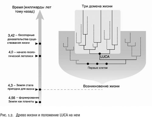 Евангелие от LUCA. В поисках родословной животного мира - i_003.png