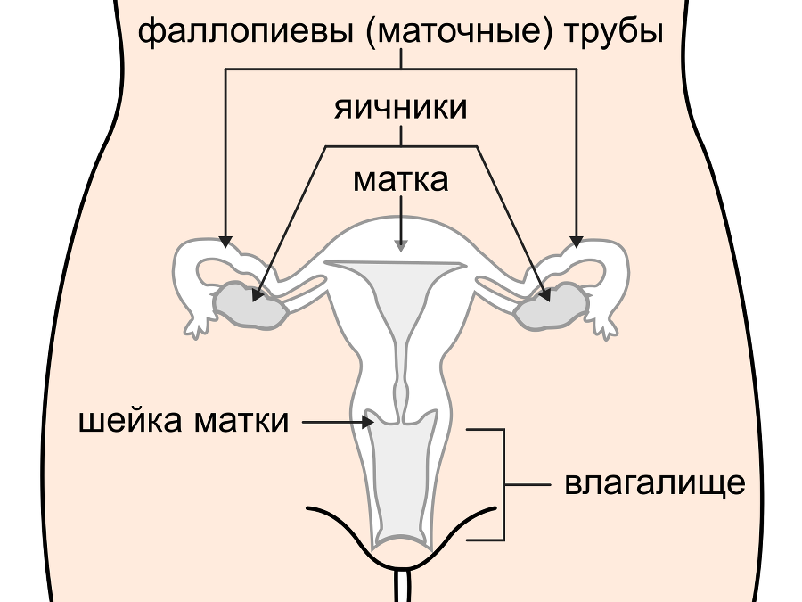 Менструация: руководство по эксплуатации - i_010.png