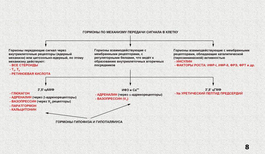 Гормоны - _2.jpg