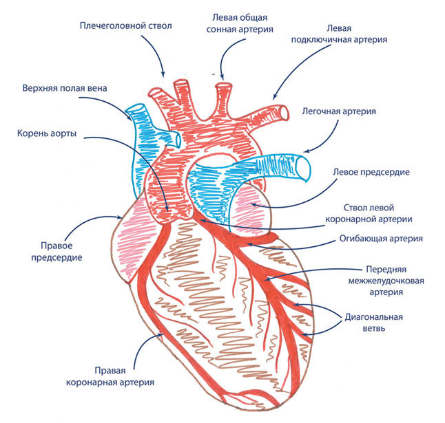 Как жить после инфаркта - i_005.jpg