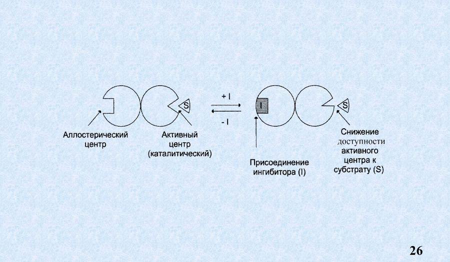 Ферменты - _12.jpg