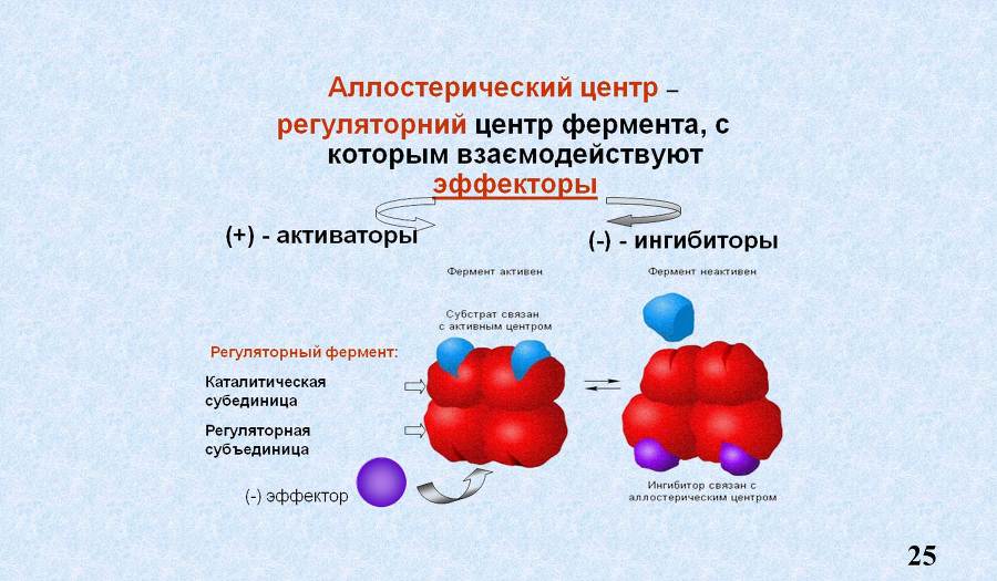 Ферменты - _11.jpg