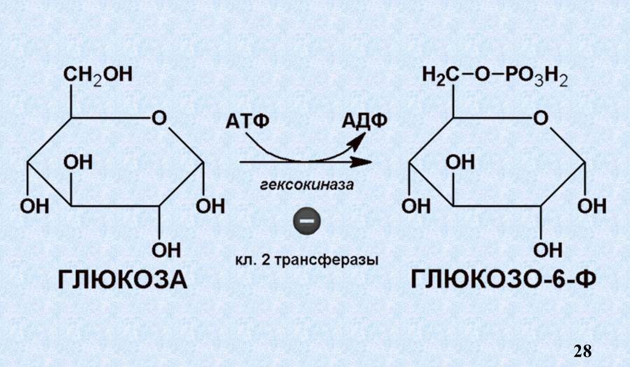 Ферменты - _13.jpg