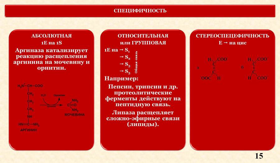 Ферменты - _7.jpg