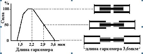 Анти-МакРоберт: Думай! по-русски. Как тренироваться по циклам - _5a.jpg