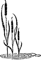 Живые примеры<br />(Рассказы для детей младшего возраста) - i_016.png