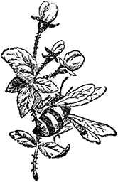 Живые примеры<br />(Рассказы для детей младшего возраста) - i_025.png