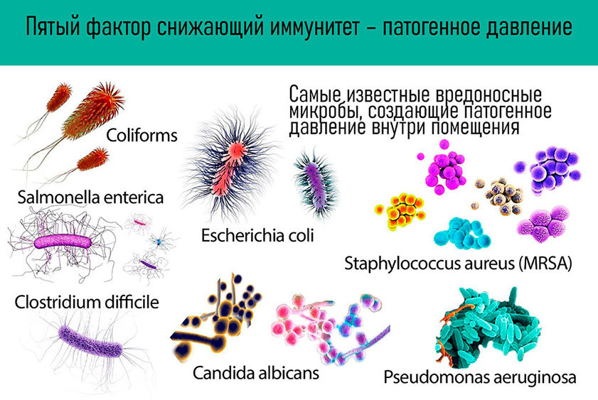 Микробиом. Зачем микробы живут в человеке? - i_013.jpg
