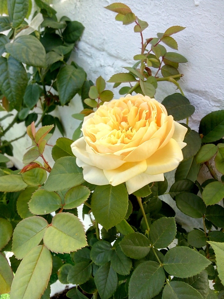 Английские розы. Лучшие сорта - _0.jpg