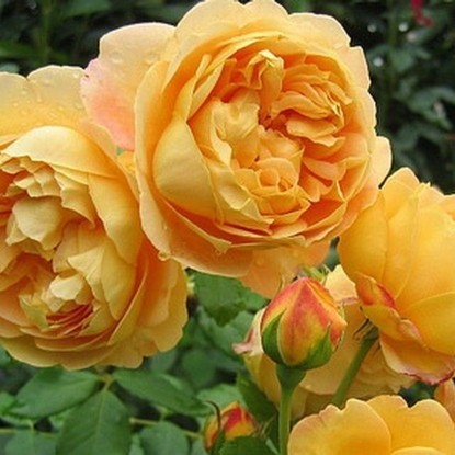 Английские розы. Лучшие сорта - _10.jpg