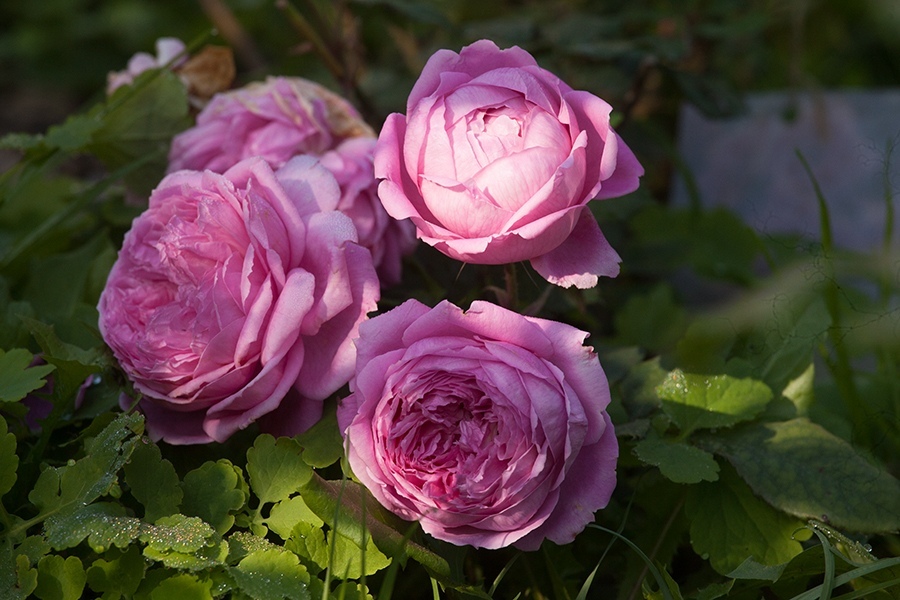 Английские розы. Лучшие сорта - _2.jpg