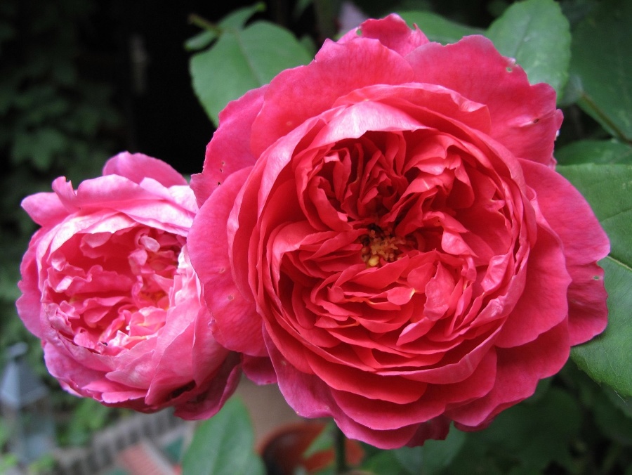 Английские розы. Лучшие сорта - _3.jpg