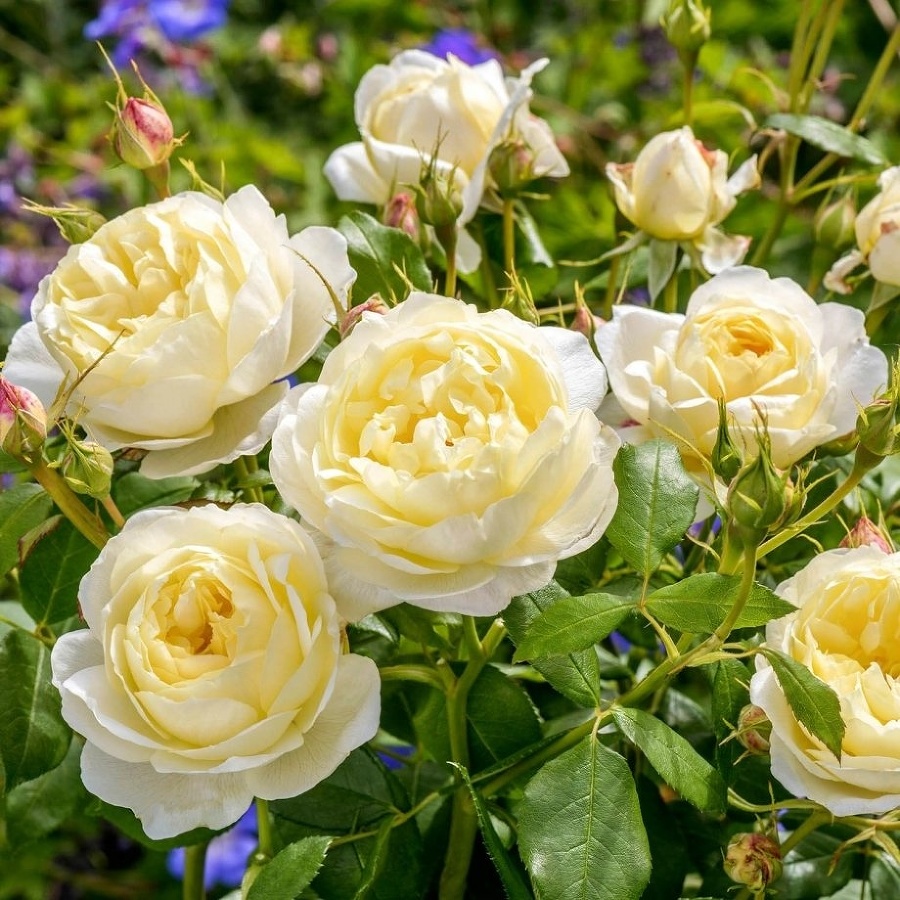 Английские розы. Лучшие сорта - _4.jpg