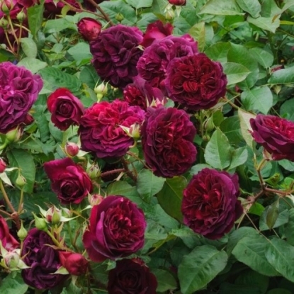 Английские розы. Лучшие сорта - _7.jpg