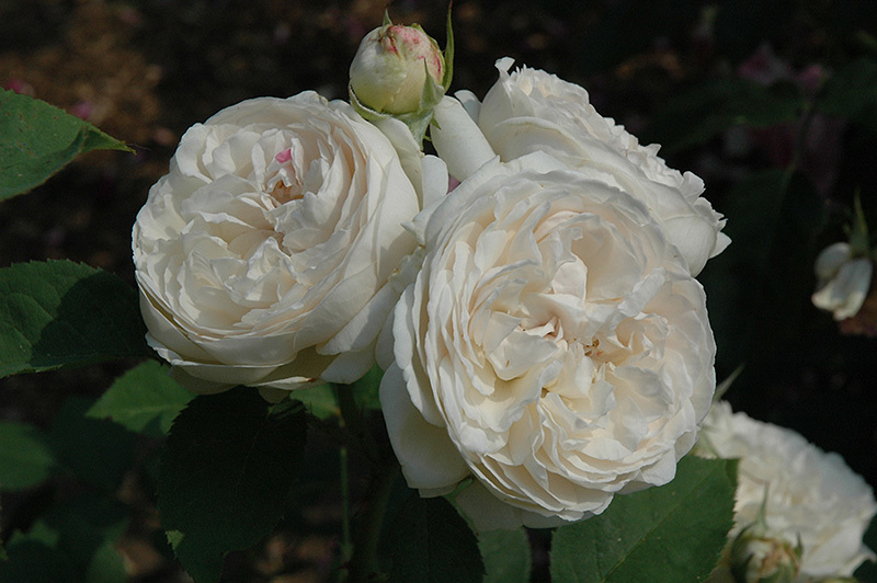 Английские розы. Лучшие сорта - _8.jpg