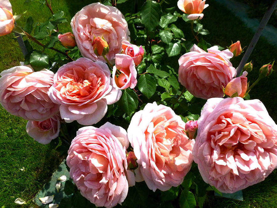 Английские розы. Лучшие сорта - _1.jpg