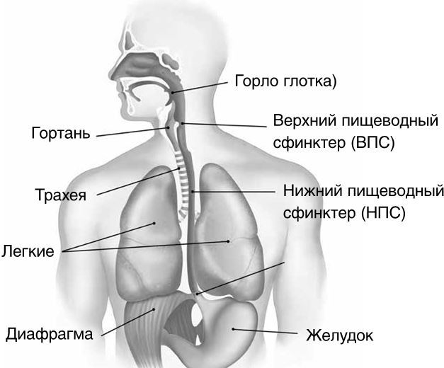 Как вылечить изжогу, кашель, воспаление, аллергию, ГЭРБ : программа снижения кислотности за 28 дней - i_002.jpg