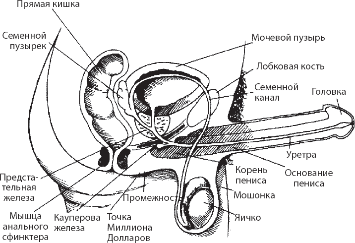 Мульти-оргазмический мужчина. Как каждый мужчина может испытать множественный оргазм и сделать потрясающими свои сексуальные отношения - i_002.png