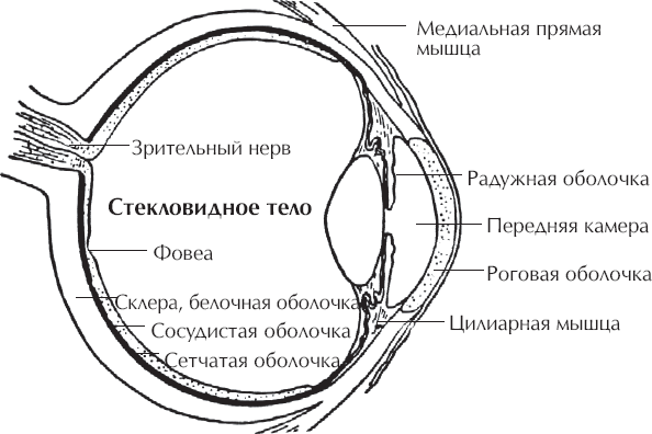 Идеальное зрение без очков и операций. Восточные и западные методики естественного восстановления зрения - i_001.png