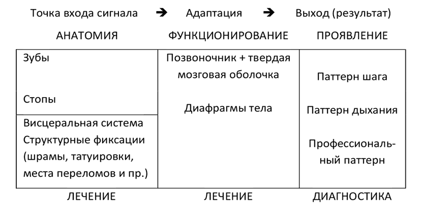 Лимфодренажный массаж в практике прикладной кинезиологии - i_003.png